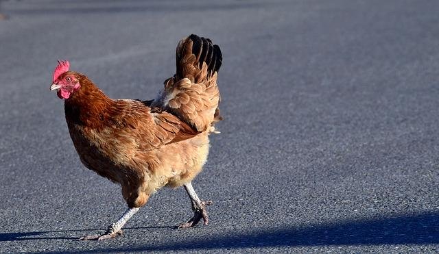 Entdecken Sie den aufregenden Chicken Road Casino Bonus in Deutschland, chicken road game