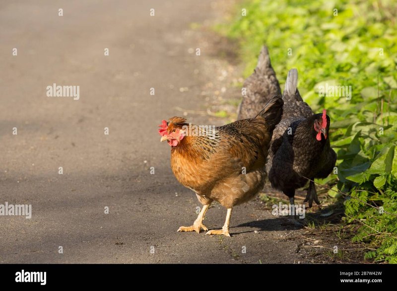 Chicken road gokkast, chicken road game