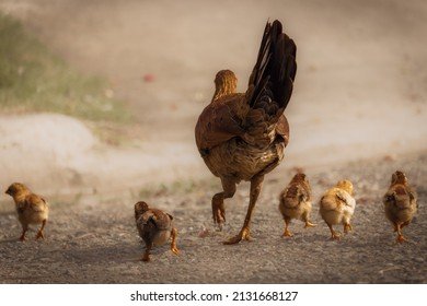 Entdecken Sie den Weg zum Reichtum auf der legendären Chicken Road in, chicken road oyna